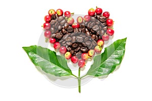 Red coffee beans berries and roasted coffee in heart shape.