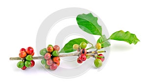 Red coffee beans on branch