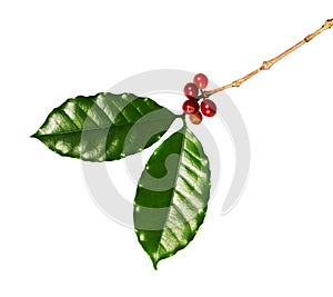 Red coffee beans on a branch of coffea tree with leaves, ripe and unripe coffee beans isolated on white background with clipping p