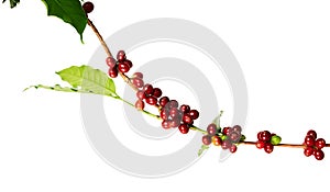 Red coffee beans on a branch of coffea tree with leaves, ripe and unripe coffee beans isolated on white background with clipping p