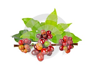 Red coffee beans on a branch of coffee tree