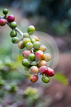 Red coffee beans on a branch of coffee tree,