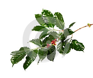 Red coffee beans on a branch of coffee tree with leaves, Ripe and unripe coffee beans isolated on white background