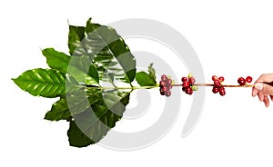 Red coffee beans on a branch of coffee tree with leaves, Ripe and unripe coffee beans isolated on white background