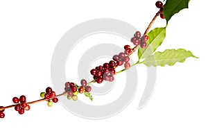 Red coffee beans on a branch of coffee tree with leaves, Ripe and unripe coffee beans isolated on white background