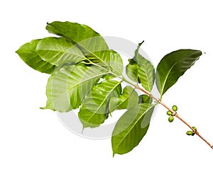 Red coffee beans on a branch of coffee tree with leaves, Ripe and unripe coffee beans isolated on white background