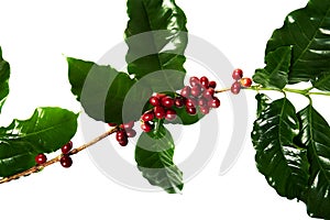 Red coffee beans on a branch of coffee tree with leaves, Ripe and unripe coffee beans isolated on white background