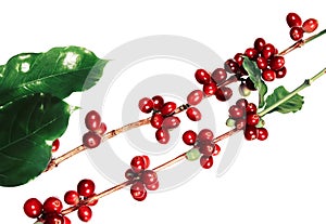 Red coffee beans on a branch of coffee tree with leaves, Ripe and unripe coffee beans isolated on white background