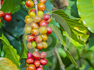 Red coffee beans on a branch of coffee tree, ripe and unripe ber