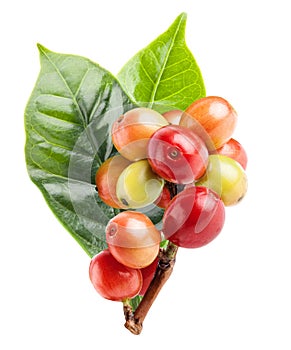 Red coffee beans on a branch of coffee tree, ripe and unripe berries isolated on white with clipping path