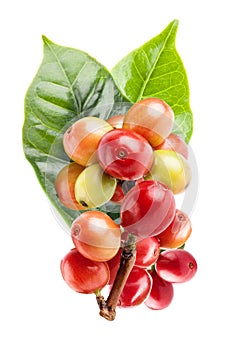 Red coffee beans on a branch of coffee tree, ripe and unripe berries isolated on white with clipping path