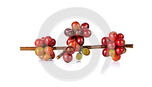 Red coffee beans on a branch of coffee tree on white background