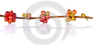 Red coffee beans on a branch of coffee tree on white background