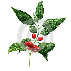 Red coffee beans on branch, isolated, white