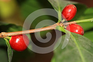 Red coffee beans, Coffea- coffee plant