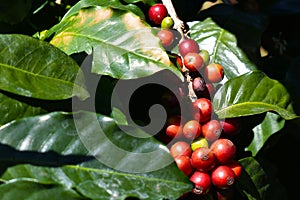 Red coffee beans on a coffee tree branch, fresh coffee, Latin America, Panama