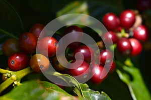 Red coffee beans on a coffee tree branch, fresh coffee, Latin America, Panama