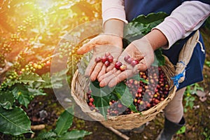 Red coffee beans in farmer hand