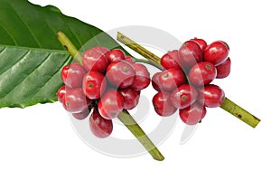 Red coffee beans with green leaf isolated on white background, clipping path