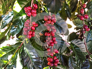 Red coffee beans on green leaves in a coffee garden