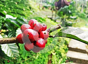 Red coffee beans growth on the tree