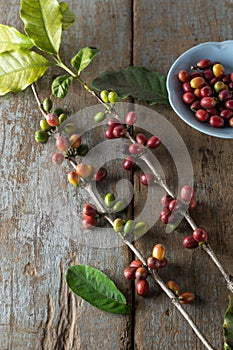 Red coffee beans harvested from tree branch