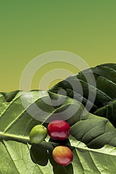 Red coffee beans from harvesting, ripe wild berries on green leaves isolated on green gradient