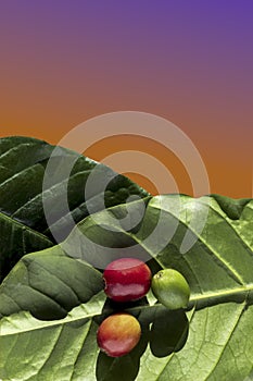 Red coffee beans from harvesting, ripe wild berries on green leaves isolated on purple to orange gradient