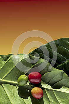 Red coffee beans from harvesting, ripe wild berries on green leaves isolated on red to ornage gradient background