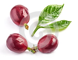 Red coffee beans isolated on white