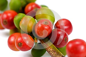 Red coffee beans isolated on white background. Close up of fresh