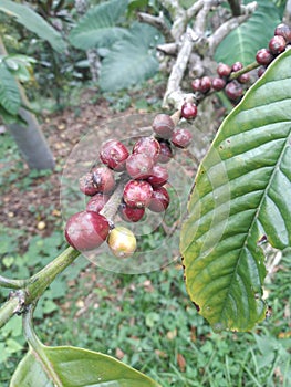 red coffee beans and its leaves in the field