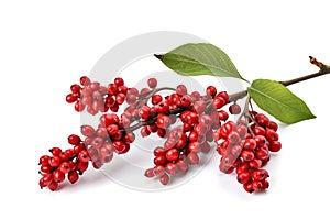 Red Coffee Beans and Leaves Tree Branch Isolated on Transparent Background. AI