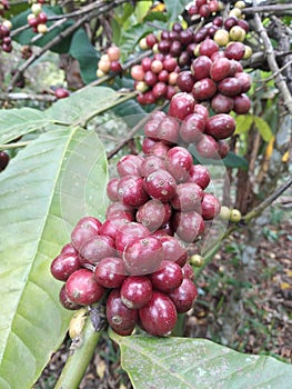 red coffee beans ready for harvesting