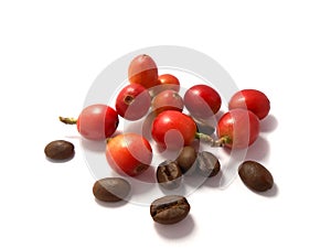 Red coffee beans and the roasted coffee beans isolated on white background.