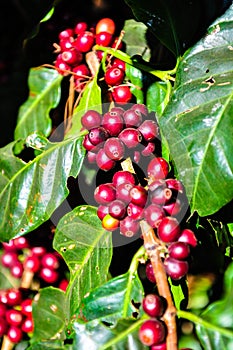 Red coffee beans on sunlight in the morning