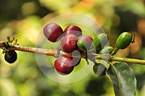 Red coffee beans