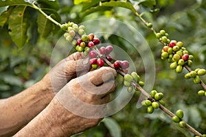 Red coffee beans on a tree  in organic plantation