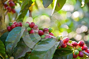 Red coffee beans on tree - ripe and mature coffee beans in the harvest time
