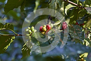 Red coffee cherry on branch.Coffee beans.