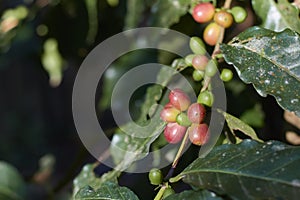 Red coffee cherry on branch.Coffee beans.