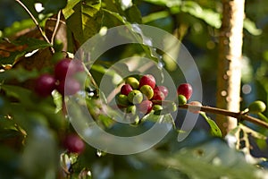 Red coffee cherry on branch.Coffee beans.