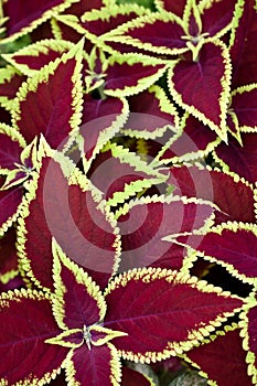 Red coleus