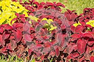 Red coleus leaves combined with green leaves on a lawn in a park.
