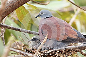 Red Collared Dove and baby bird in a nest