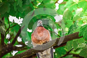 Red collared dove bird standing on a tree branch alone and quietly