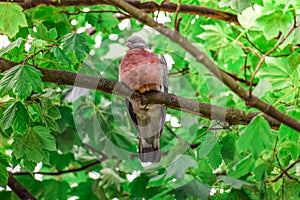 Red collared dove bird standing on a tree branch alone and quietly