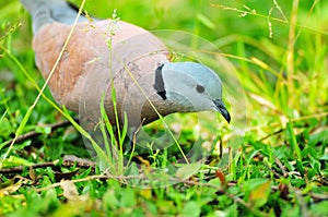 Red collared dove on green grass, bird, wildlife, nature