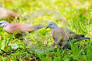 Red collared dove on green grass, birds, wildlife, nature