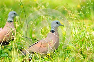 Red collared dove on green grass, birds, wildlife, nature